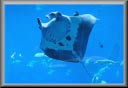 image diaporama diaporamas
