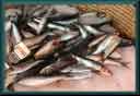 image diaporama diaporamas